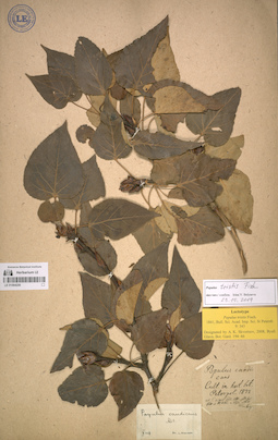 LE 01064206