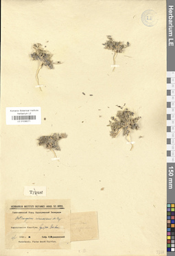 LE 01036271