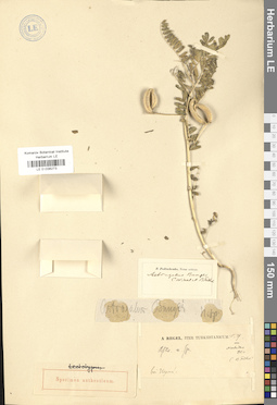 LE 01036273