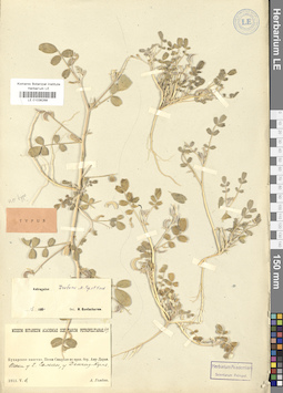 LE 01036268