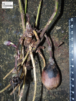 LE 01255487
