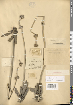 LE 00019390