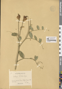 LE 01304181