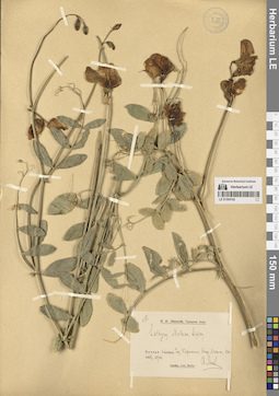 LE 01304182