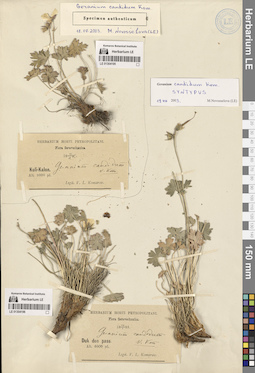 LE 01304195
