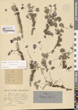 LE 01304244
