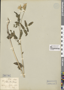LE 01304294