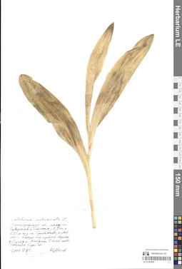 LE 01303906