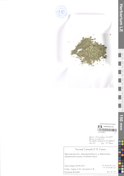 LE 01303917