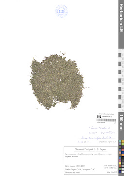 LE 01303926