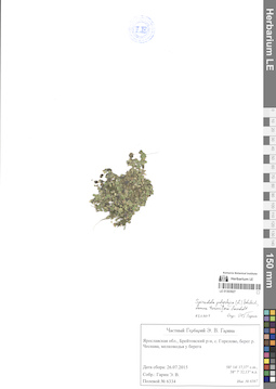 LE 01303927