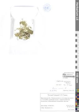 LE 01303929