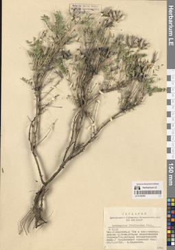 LE 01305383
