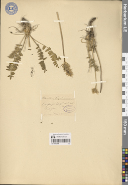 LE 00052446