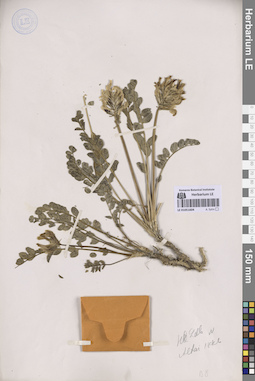 LE 01051604