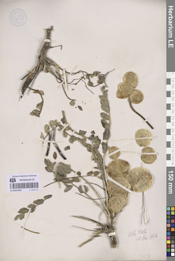 LE 01051605
