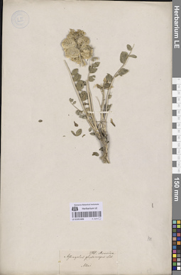 LE 01051606