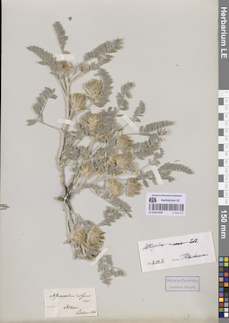 LE 01051639