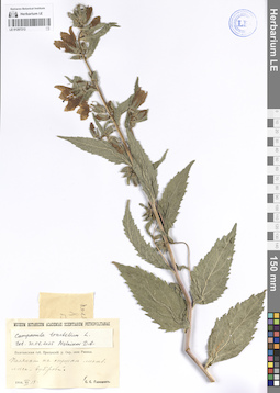 LE 01207212