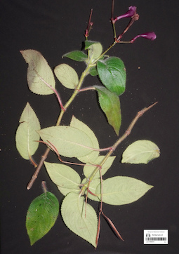 LE 01360375