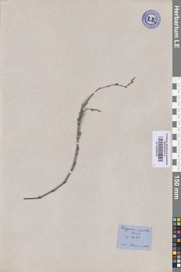 LE 01009674