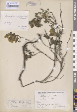 LE 01080946