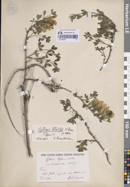 LE 01080947