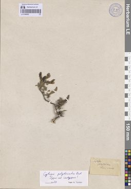 LE 01080952