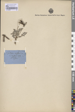 LE 01080966