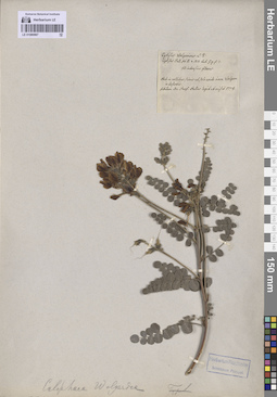 LE 01080967