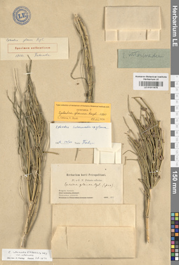 LE 01011675