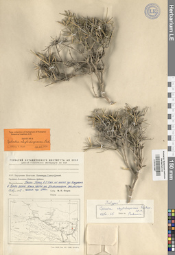 LE 01011687