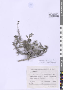 LE 01311803