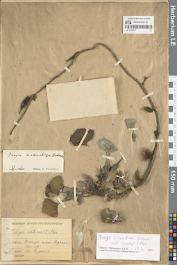 LE 01309517