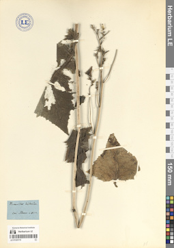 LE 01323115