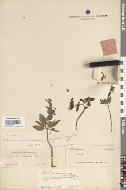 LE 00018470