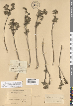 LE 00018475