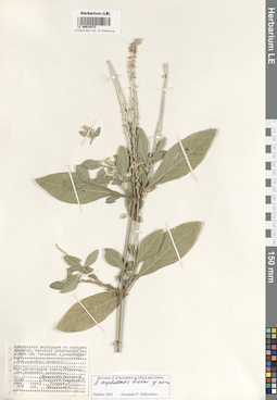 LE 00019372