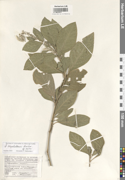 LE 00019374