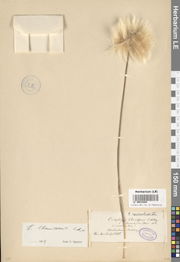 LE 00019384