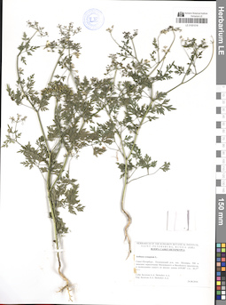 LE 01051018