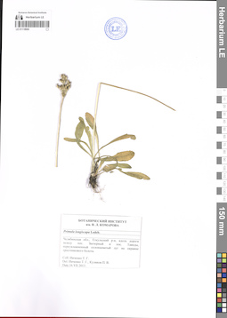 LE 01118906