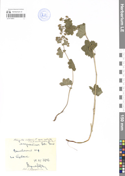 LE 01118915