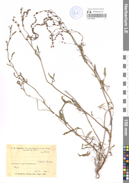 LE 01118952