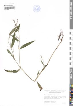 LE 01118968