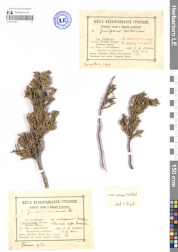 LE 01118974