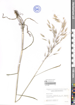 LE 01118981