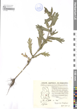 LE 01119284