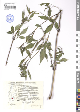 LE 01121936