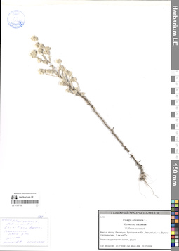 LE 01307126